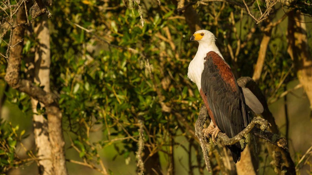 فندق Saint Lucia Estuaryفي  Kwalucia Private Safari Retreat المظهر الخارجي الصورة