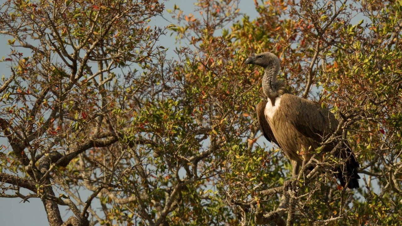 فندق Saint Lucia Estuaryفي  Kwalucia Private Safari Retreat المظهر الخارجي الصورة