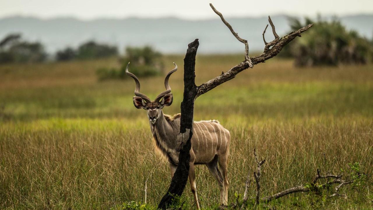 فندق Saint Lucia Estuaryفي  Kwalucia Private Safari Retreat المظهر الخارجي الصورة