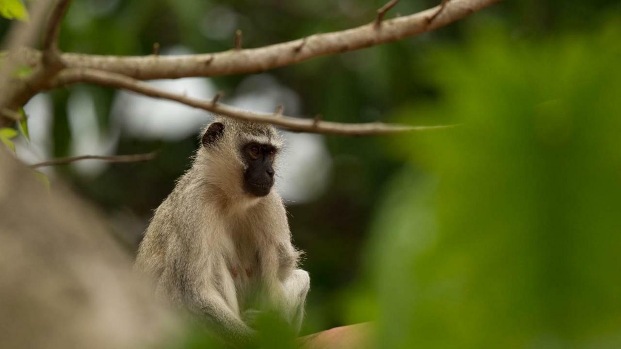 فندق Saint Lucia Estuaryفي  Kwalucia Private Safari Retreat المظهر الخارجي الصورة